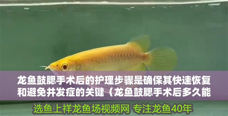 龍魚鼓腮手術后的護理步驟是確保其快速恢復和避免并發癥的關鍵（龍魚鼓腮手術后多久能恢復？）