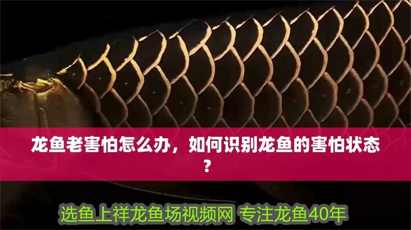 龍魚老害怕怎么辦，如何識別龍魚的害怕狀態(tài)？