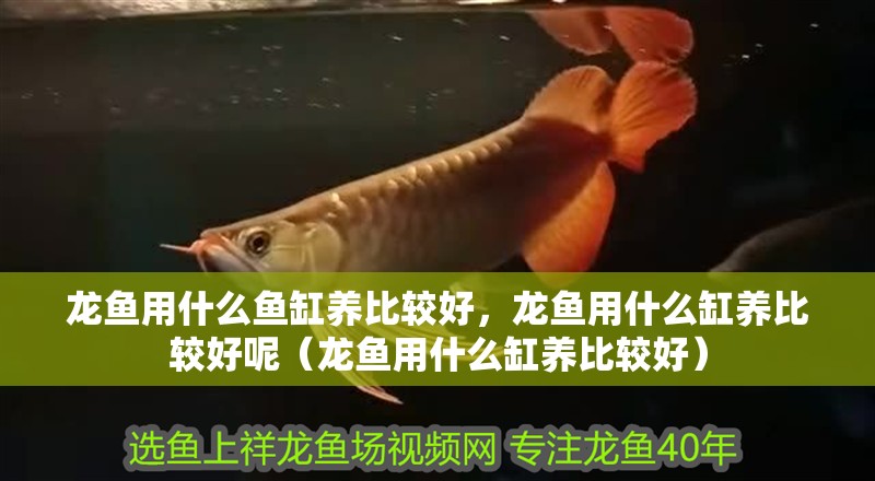 龍魚用什么魚缸養比較好，龍魚用什么缸養比較好呢（龍魚用什么缸養比較好）