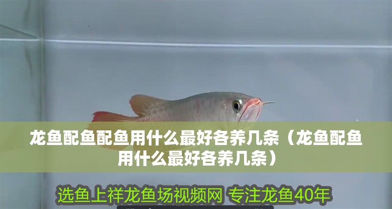 龍魚配魚配魚用什么最好各養幾條（龍魚配魚用什么最好各養幾條）