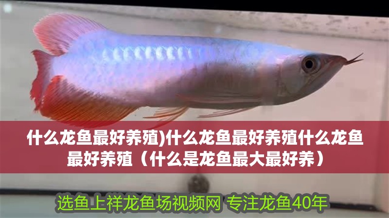 什么龍魚最好養(yǎng)殖)什么龍魚最好養(yǎng)殖什么龍魚最好養(yǎng)殖（什么是龍魚最大最好養(yǎng)） 什么龍魚最好養(yǎng)殖)什么龍魚最好養(yǎng)殖什么龍魚最好養(yǎng)殖（什么是龍魚最大最好養(yǎng)） 觀賞魚百科