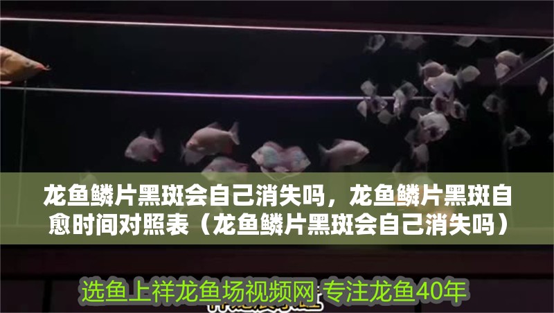 龍魚鱗片黑斑會自己消失嗎，龍魚鱗片黑斑自愈時間對照表（龍魚鱗片黑斑會自己消失嗎）