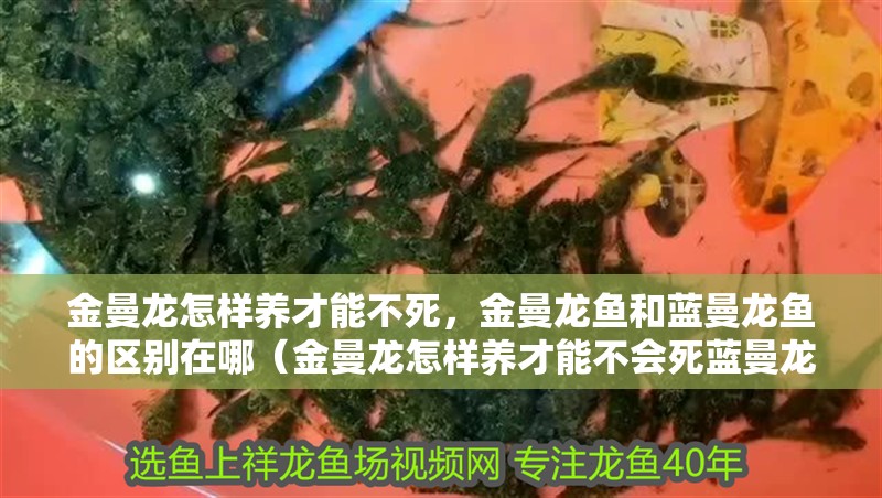 金曼龍怎樣養才能不死，金曼龍魚和藍曼龍魚的區別在哪（金曼龍怎樣養才能不會死藍曼龍魚互相撕咬什么原因）