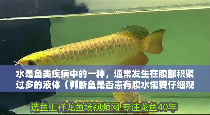 水是魚類疾病中的一種，通常發生在腹部積聚過多的液體（判斷魚是否患有腹水需要仔細觀察其行為、外觀和生理狀態）