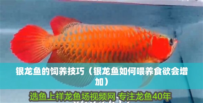 給大魚缸換水的作文:體驗給大魚缸換水的樂趣:體驗給大魚缸換水:給大魚缸換水的作文 銀龍魚的飼養(yǎng)技巧(銀龍魚如何喂養(yǎng)食欲會增加) 觀賞魚百科 銀龍魚的飼養(yǎng)技巧(銀龍魚如何喂養(yǎng)食欲會增加) 銀龍魚的飼養(yǎng)技巧(銀龍魚如何喂養(yǎng)食欲會增加) 觀賞魚百科