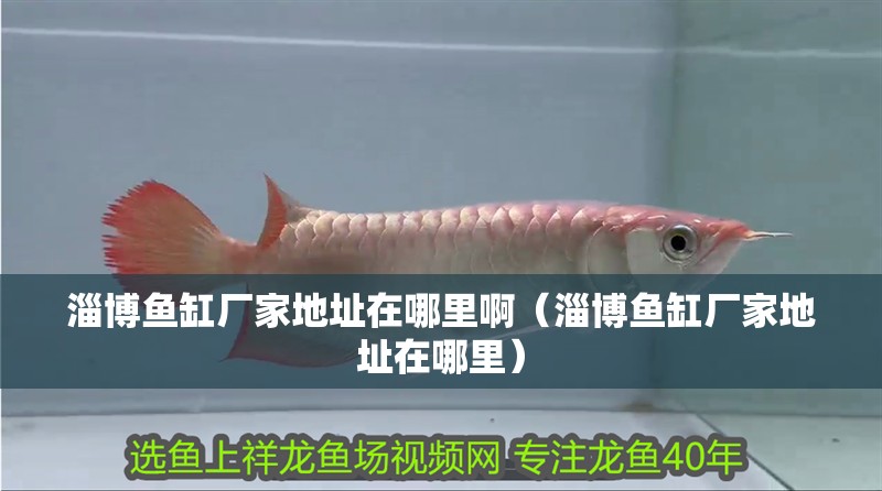 淄博魚缸廠家地址在哪里啊（淄博魚缸廠家地址在哪里）
