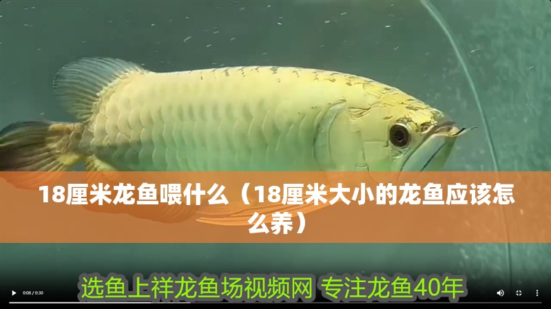 魚(yú)缸過(guò)濾器選購(gòu)指南:自制魚(yú)缸過(guò)濾器魚(yú)缸上置過(guò)濾器對(duì)于養(yǎng)魚(yú)愛(ài)好者的必備知識(shí) 18厘米龍魚(yú)喂什么(18厘米大小的龍魚(yú)應(yīng)該怎么養(yǎng)) 觀賞魚(yú)百科 18厘米龍魚(yú)喂什么(18厘米大小的龍魚(yú)應(yīng)該怎么養(yǎng)) 18厘米龍魚(yú)喂什么(18厘米大小的龍魚(yú)應(yīng)該怎么養(yǎng)) 觀賞魚(yú)百科