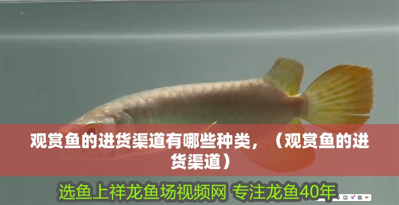 觀賞魚的進貨渠道有哪些種類，（觀賞魚的進貨渠道）