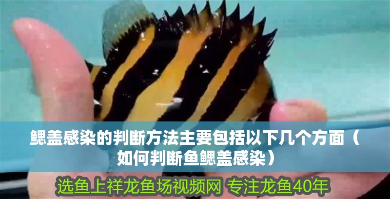 鰓蓋感染的判斷方法主要包括以下幾個方面（如何判斷魚鰓蓋感染）