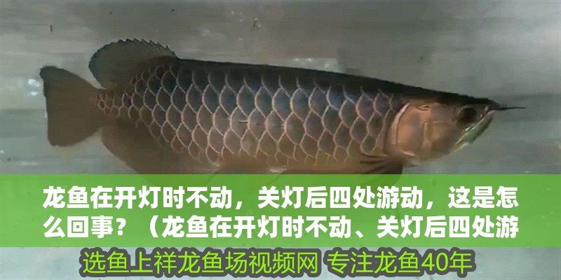 龍魚在開燈時不動，關燈后四處游動，這是怎么回事？（龍魚在開燈時不動、關燈后四處游動，是什么原因？）