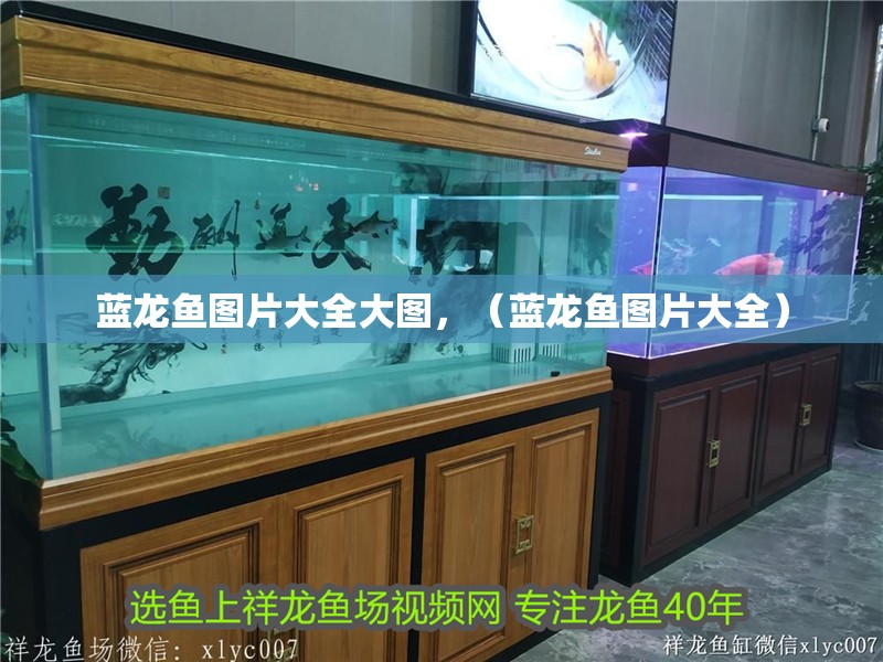 藍龍魚圖片大全大圖，（藍龍魚圖片大全）