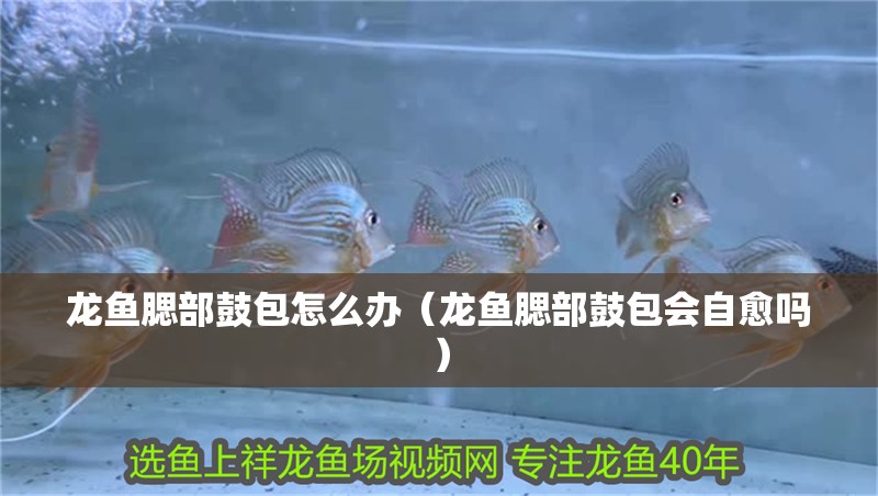 龍魚腮部鼓包怎么辦（龍魚腮部鼓包會自愈嗎）