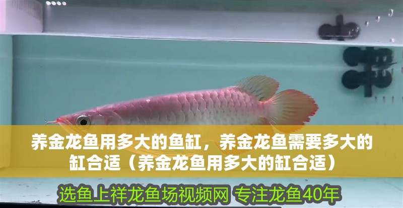 養(yǎng)金龍魚用多大的魚缸，養(yǎng)金龍魚需要多大的缸合適（養(yǎng)金龍魚用多大的缸合適）