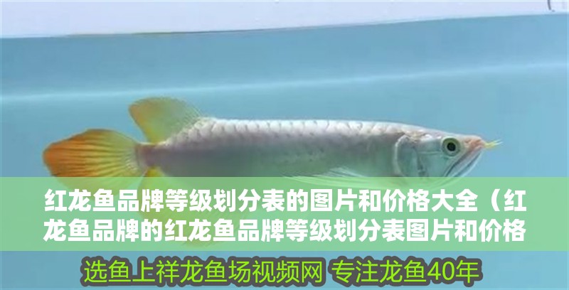 紅龍魚品牌等級劃分表的圖片和價格大全（紅龍魚品牌的紅龍魚品牌等級劃分表圖片和價格大全）