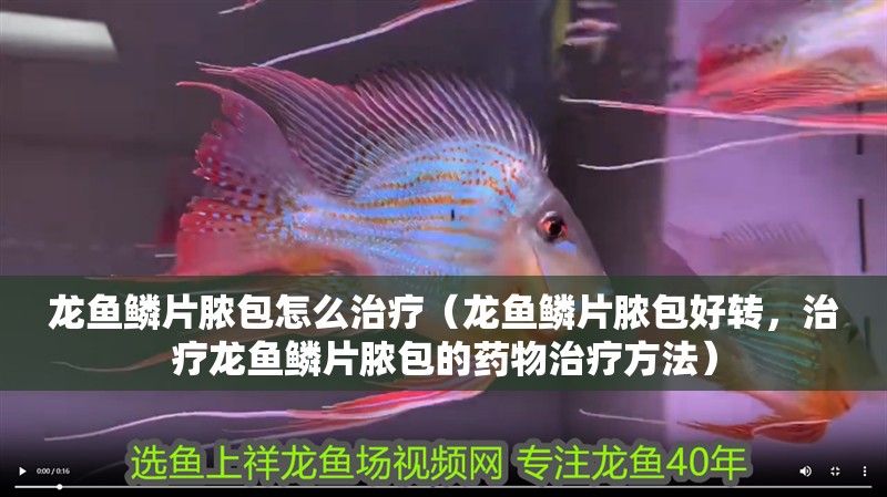 龍魚鱗片膿包怎么治療（龍魚鱗片膿包好轉(zhuǎn)，治療龍魚鱗片膿包的藥物治療方法）