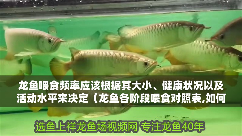 龍魚喂食頻率應(yīng)該根據(jù)其大小、健康狀況以及活動水平來決定（龍魚各階段喂食對照表,如何判斷龍魚是否吃飽）