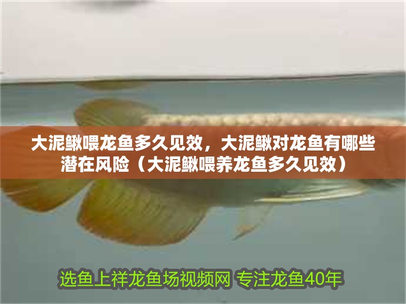 大泥鰍喂龍魚多久見效，大泥鰍對龍魚有哪些潛在風險（大泥鰍喂養(yǎng)龍魚多久見效）
