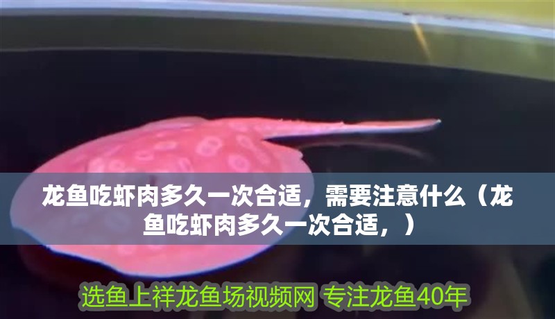 龍魚吃蝦肉多久一次合適，需要注意什么（龍魚吃蝦肉多久一次合適，）