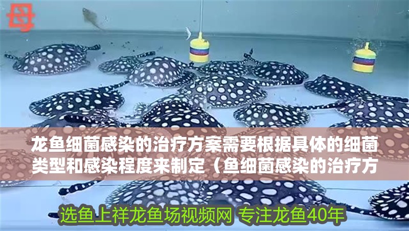 龍魚細菌感染的治療方案需要根據具體的細菌類型和感染程度來制定（魚細菌感染的治療方案）