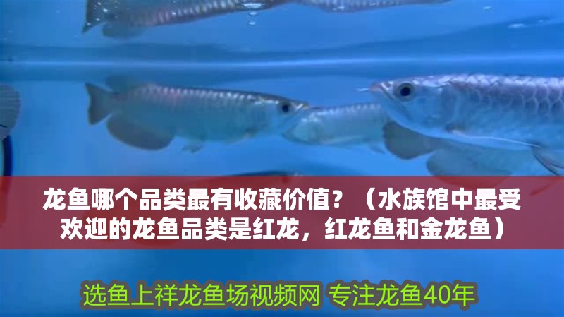 龍魚哪個品類最有收藏價值？（水族館中最受歡迎的龍魚品類是紅龍，紅龍魚和金龍魚）