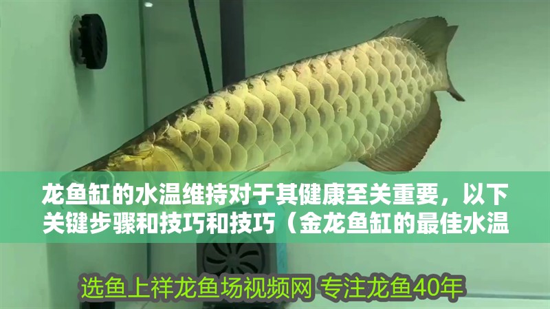 龍魚缸的水溫維持對于其健康至關重要，以下關鍵步驟和技巧和技巧（金龍魚缸的最佳水溫是多少？）