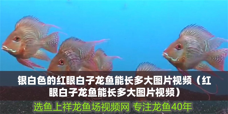 銀白色的紅眼白子龍魚(yú)能長(zhǎng)多大圖片視頻（紅眼白子龍魚(yú)能長(zhǎng)多大圖片視頻）