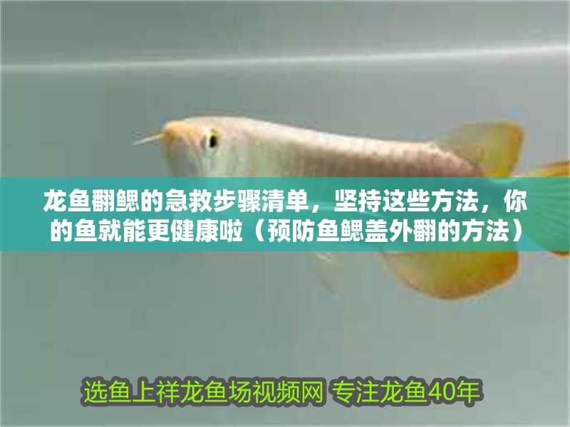 龍魚翻鰓的急救步驟清單，堅持這些方法，你的魚就能更健康啦（預防魚鰓蓋外翻的方法）