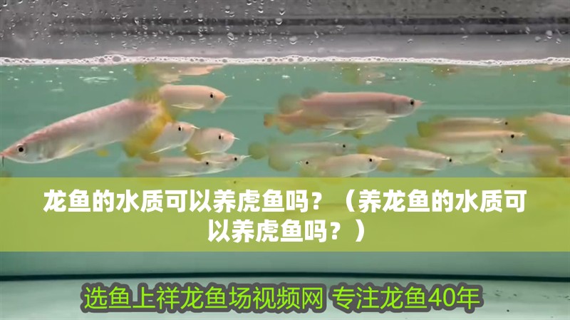 龍魚的水質(zhì)可以養(yǎng)虎魚嗎？（養(yǎng)龍魚的水質(zhì)可以養(yǎng)虎魚嗎？） 龍魚的水質(zhì)可以養(yǎng)虎魚嗎？（養(yǎng)龍魚的水質(zhì)可以養(yǎng)虎魚嗎？） 觀賞魚百科