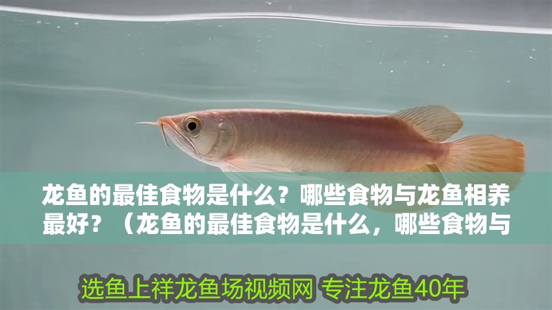 龍魚的最佳食物是什么？哪些食物與龍魚相養最好？（龍魚的最佳食物是什么，哪些食物與龍魚相養最好）