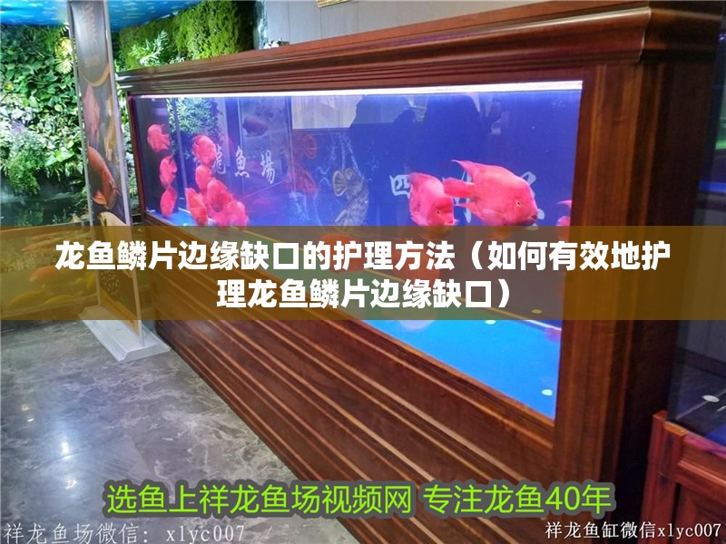 龍魚鱗片邊緣缺口的護理方法（如何有效地護理龍魚鱗片邊緣缺口）
