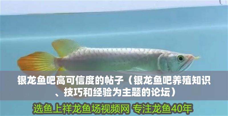 銀龍魚吧高可信度的帖子（銀龍魚吧養殖知識、技巧和經驗為主題的論壇）