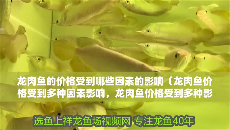 龍肉魚的價格受到哪些因素的影響（龍肉魚價格受到多種因素影響，龍肉魚價格受到多種影響）