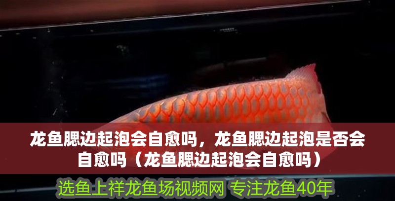 龍魚腮邊起泡會自愈嗎，龍魚腮邊起泡是否會自愈嗎（龍魚腮邊起泡會自愈嗎）