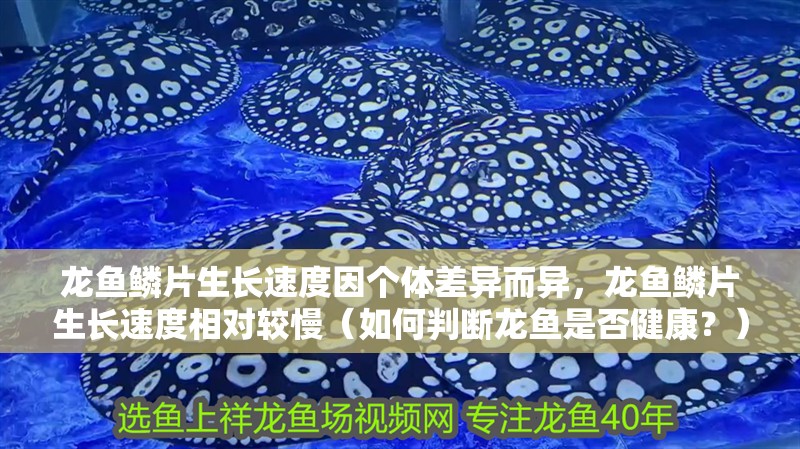 龍魚鱗片生長速度因個體差異而異，龍魚鱗片生長速度相對較慢（如何判斷龍魚是否健康？）