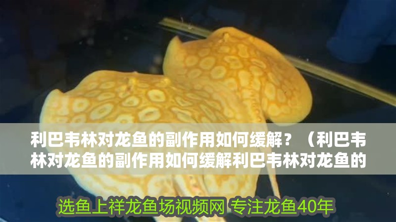利巴韋林對龍魚的副作用如何緩解？（利巴韋林對龍魚的副作用如何緩解利巴韋林對龍魚的副作用）