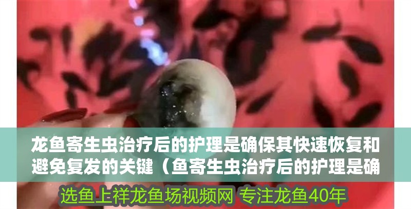 龍魚寄生蟲治療后的護理是確保其快速恢復和避免復發的關鍵（魚寄生蟲治療后的護理是確保其快速恢復和避免復發的關鍵） 龍魚寄生蟲治療后的護理是確保其快速恢復和避免復發的關鍵（魚寄生蟲治療后的護理是確保其快速恢復和避免復發的關鍵） 龍魚百科