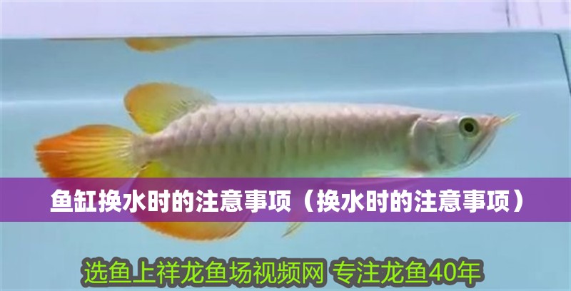 魚缸換水時的注意事項（換水時的注意事項）