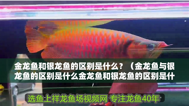 金龍魚和銀龍魚的區別是什么？（金龍魚與銀龍魚的區別是什么金龍魚和銀龍魚的區別是什么）