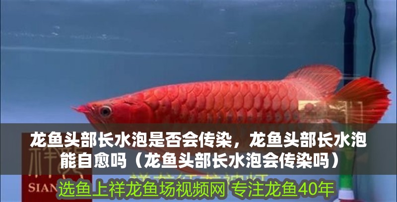 龍魚頭部長水泡是否會傳染，龍魚頭部長水泡能自愈嗎（龍魚頭部長水泡會傳染嗎）