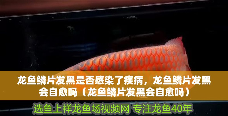 龍魚鱗片發黑是否感染了疾病，龍魚鱗片發黑會自愈嗎（龍魚鱗片發黑會自愈嗎）