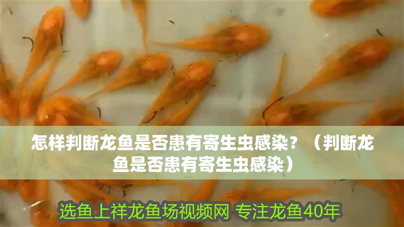 怎樣判斷龍魚是否患有寄生蟲感染？（判斷龍魚是否患有寄生蟲感染）
