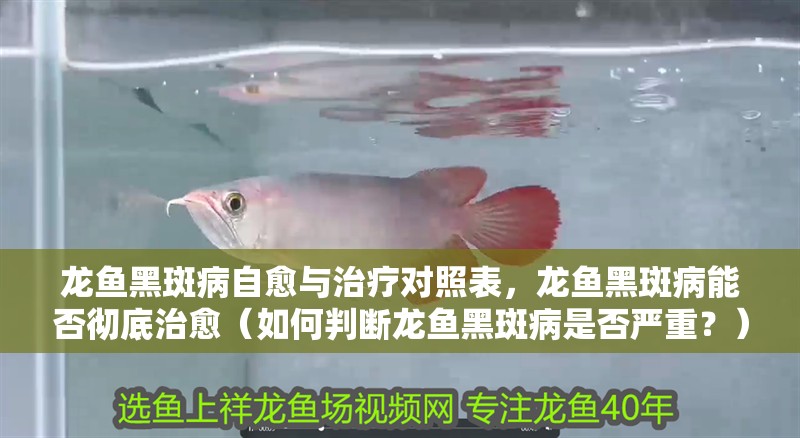 龍魚黑斑病自愈與治療對照表，龍魚黑斑病能否徹底治愈（如何判斷龍魚黑斑病是否嚴重？）