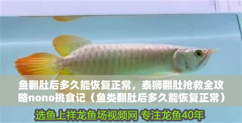 魚翻肚后多久能恢復正常，泰獅翻肚搶救全攻略nono挑食記（魚類翻肚后多久能恢復正常）