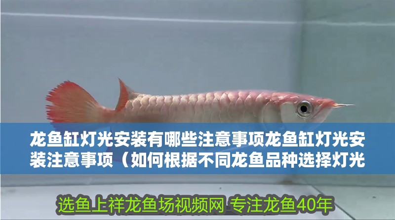 龍魚缸燈光安裝有哪些注意事項龍魚缸燈光安裝注意事項（如何根據(jù)不同龍魚品種選擇燈光顏色？）