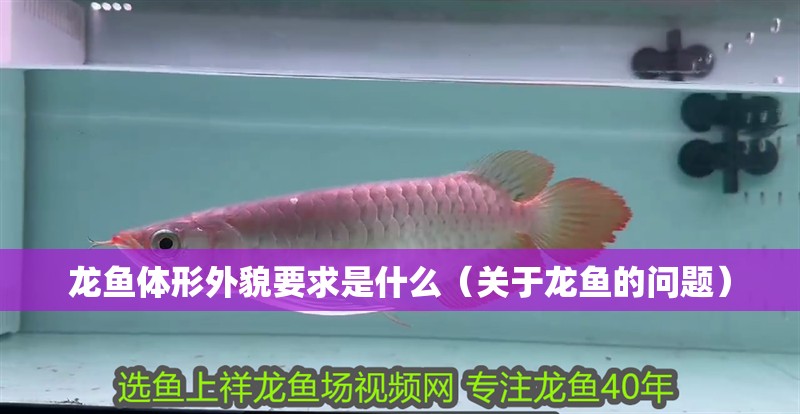 龍魚體形外貌要求是什么（關(guān)于龍魚的問題）