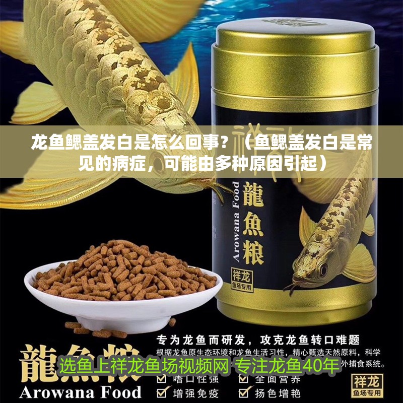 龍魚鰓蓋發白是怎么回事？（魚鰓蓋發白是常見的病癥，可能由多種原因引起）