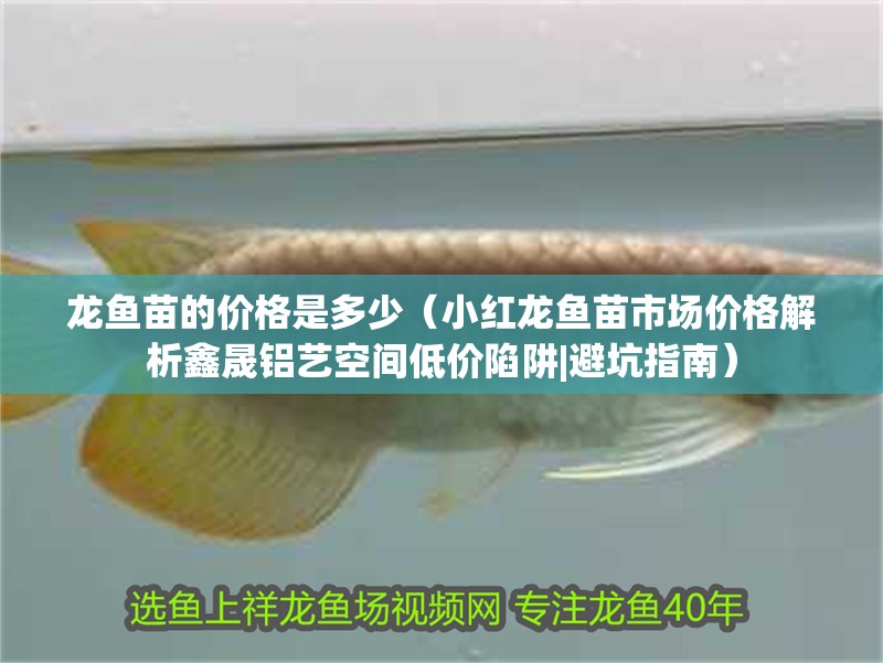 龍魚苗的價格是多少（小紅龍魚苗市場價格解析鑫晟鋁藝空間低價陷阱|避坑指南）