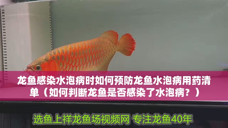 龍魚感染水泡病時如何預防龍魚水泡病用藥清單（如何判斷龍魚是否感染了水泡病？）