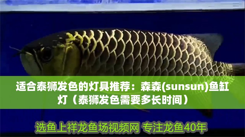 適合泰獅發色的燈具推薦：森森(sunsun)魚缸燈（泰獅發色需要多長時間）