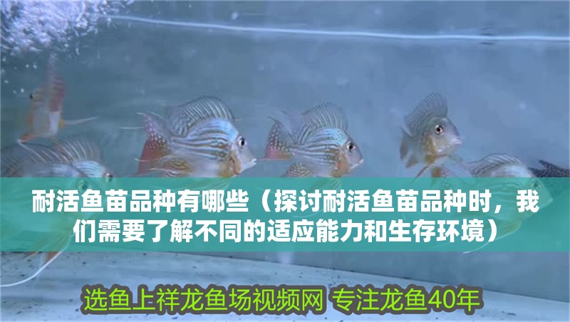 耐活魚苗品種有哪些（探討耐活魚苗品種時，我們需要了解不同的適應能力和生存環境）